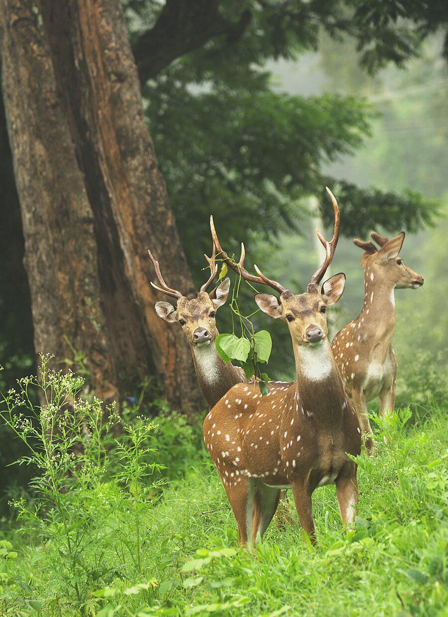 Chital deer herd in a misty Indian forest morning
