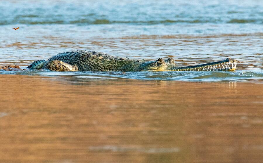 Gharial crocodile basking on the Chambal river