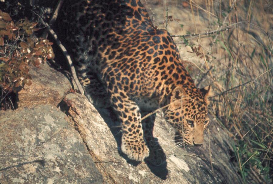 Indian leopard climbing down a rock — leopards thrive across the Mukundra hills